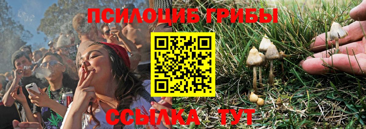 Осинники  Галлюциногенные грибы Psilocybine cubensis  Вход с VPN 